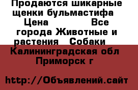 Продаются шикарные щенки бульмастифа › Цена ­ 45 000 - Все города Животные и растения » Собаки   . Калининградская обл.,Приморск г.